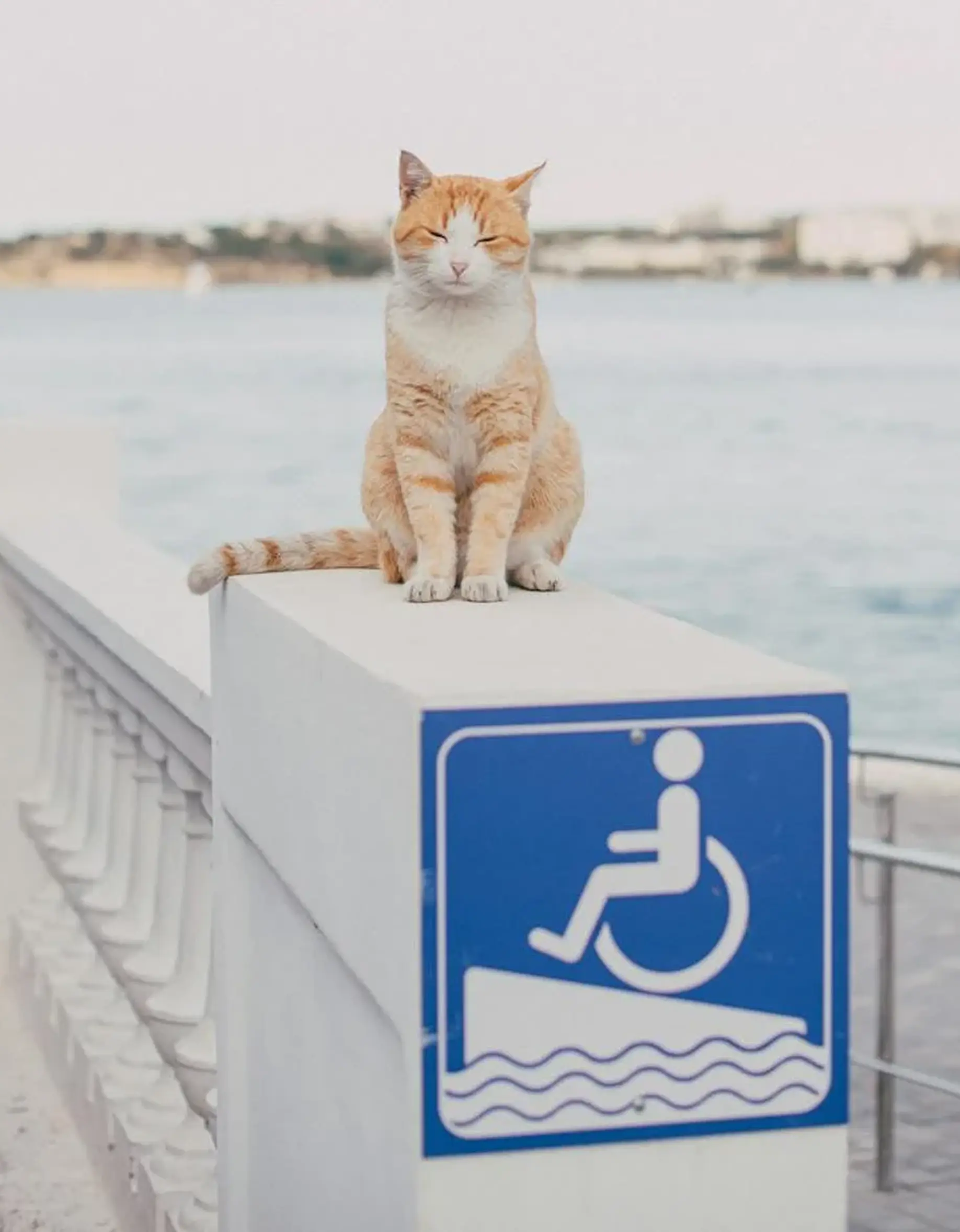 Un gatto seduto su un muro con il segnale PMR